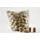 Set 100 de dopuri pentru sticla vin Natural First 45x24 mm AA