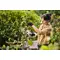 Set foarfeca STIHL ASA 20 cu acumulator AS 2 si incarcator AL 1