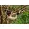 Set fierastrau STIHL GTA 30 cu 2 acumulatori AS 2 si incarcator AL 5-2