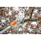 Set emondor STIHL HTA 50 cu acumulator AK 20 si incarcator AL 101
