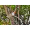 Prelungitor pentru fierastrau STIHL GTA 26, 150 cm, Aluminiu (GA018205000)